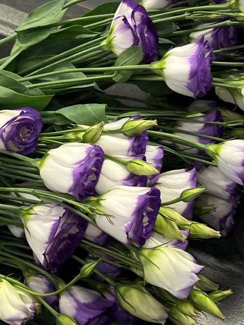 A large arrangement of fresh white and purple eustoma (lisianthus) flowers, with delicate petals displaying a gradient from white to deep purple at the edges. The flowers are tightly closed buds and f