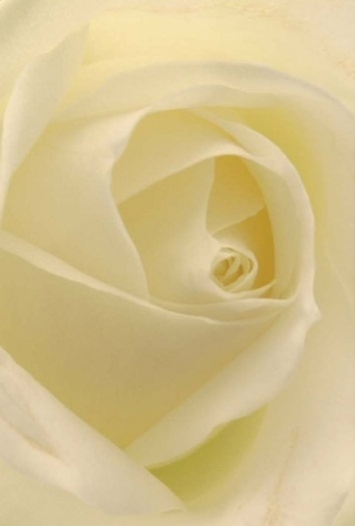 Viewed up close, this classic white rose invites you into a realm of tranquility and sophistication-qualities cherished by Barking's residents. Creamy and pure shades blend seamlessly, imitating the soft morning light that drifts across the rose's surface, as if the bloom itself is gently aglow. Such a flower, carefully selected by Barking Florist, is ideal for any occasion: a romantic surprise, a heartfelt apology, or as the centrepiece for a Barking wedding along East Street. The spiraled core, nearly perfect in its symmetry, exudes a sense of resilience framed by subtle gradients of white and cream. The gentle shadows in the bloom's folds deepen its natural beauty, accentuating the artistry that sets Barking's floristry apart. A clean, serene fragrance seems to float from the image, evoking quiet, sincere emotion-a rose prepared with care, always ready to grace a special moment in Barking.